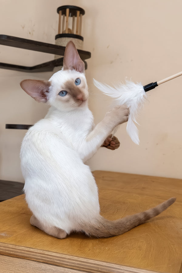 Martin | Oriental Shorthair Kitten