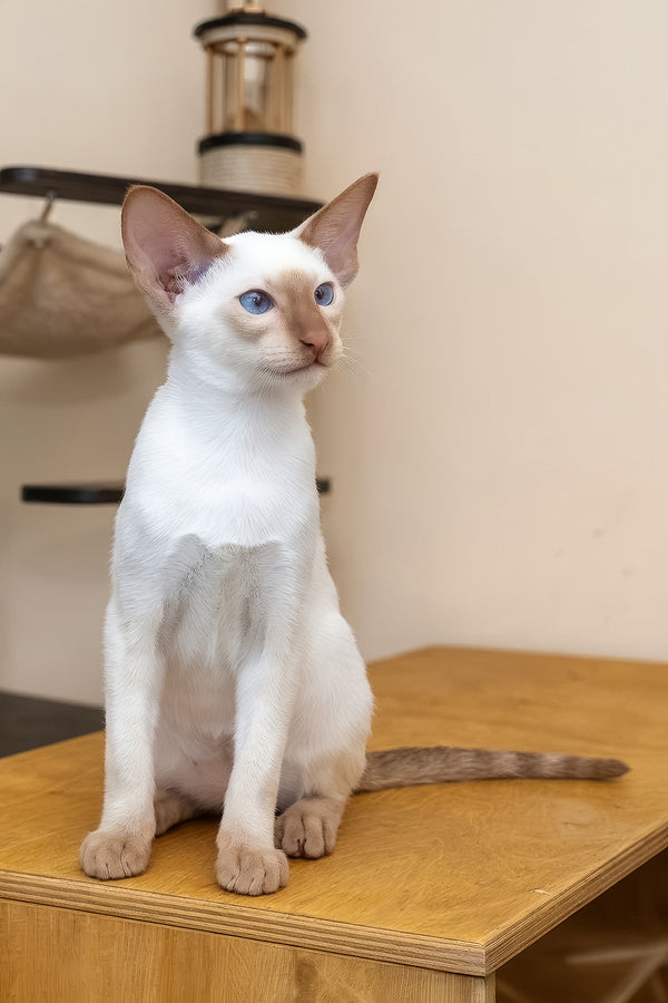 Martin | Oriental Shorthair Kitten