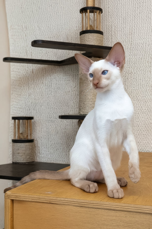 Martin | Oriental Shorthair Kitten
