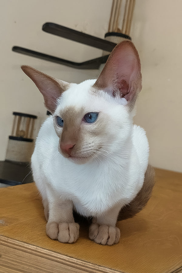 Martin | Oriental Shorthair Kitten