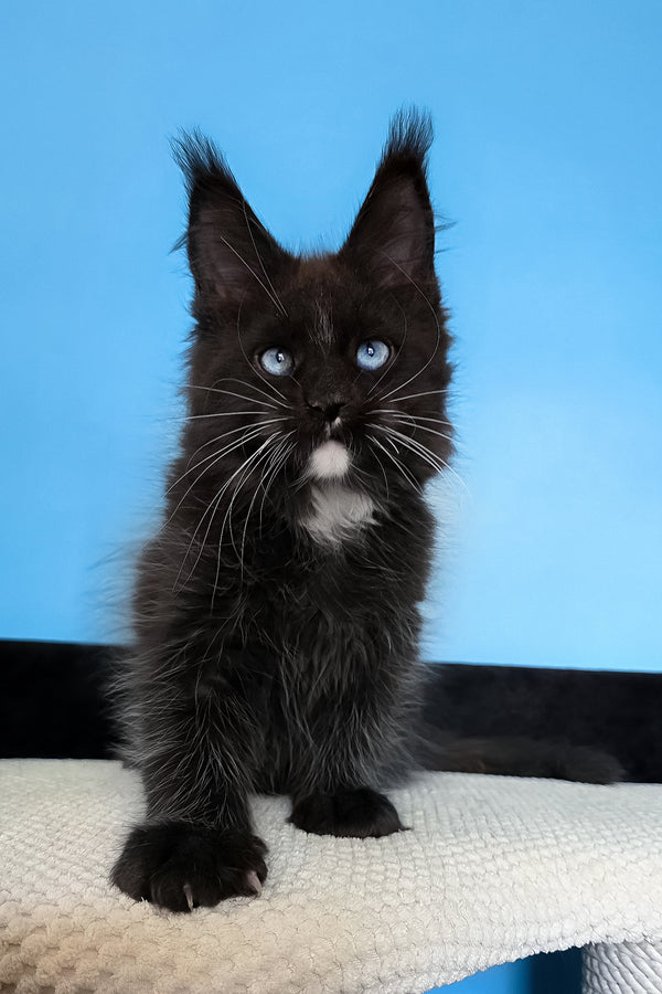 Martina | Maine Coon Kitten