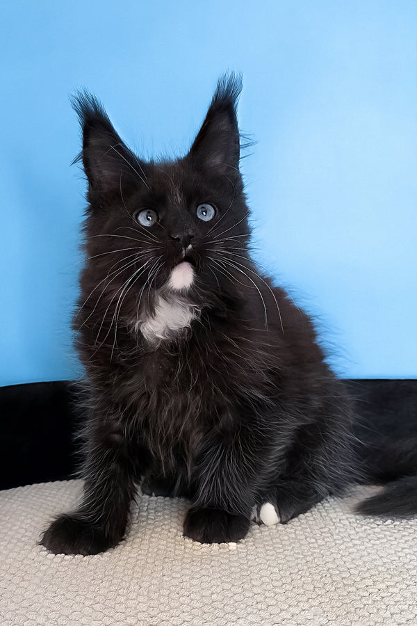 Martina | Maine Coon Kitten