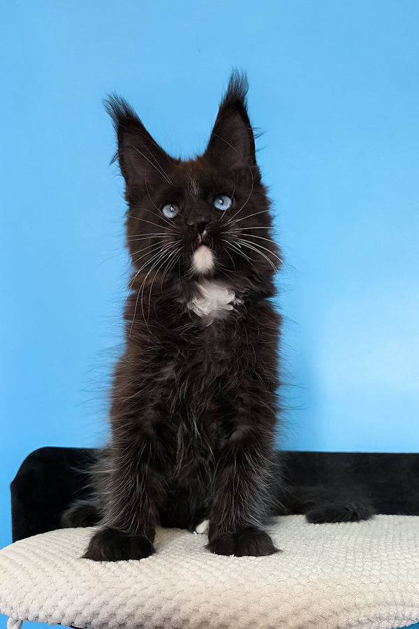 Martina | Maine Coon Kitten