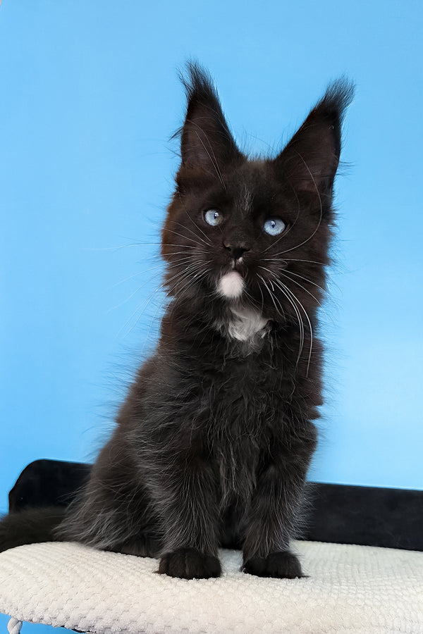 Martina | Maine Coon Kitten