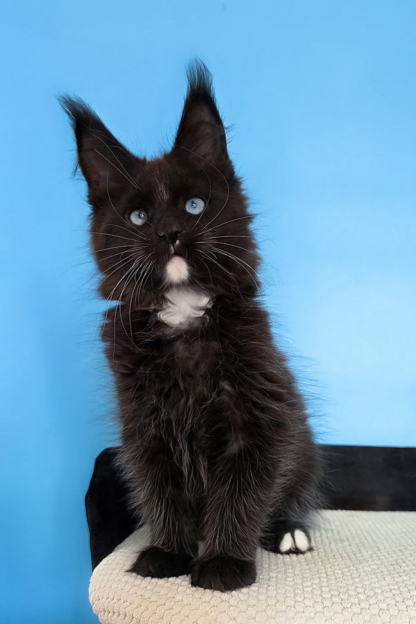 Martina | Maine Coon Kitten