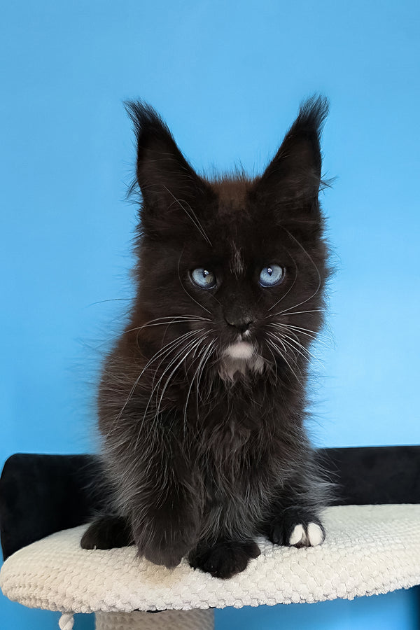 Martina | Maine Coon Kitten
