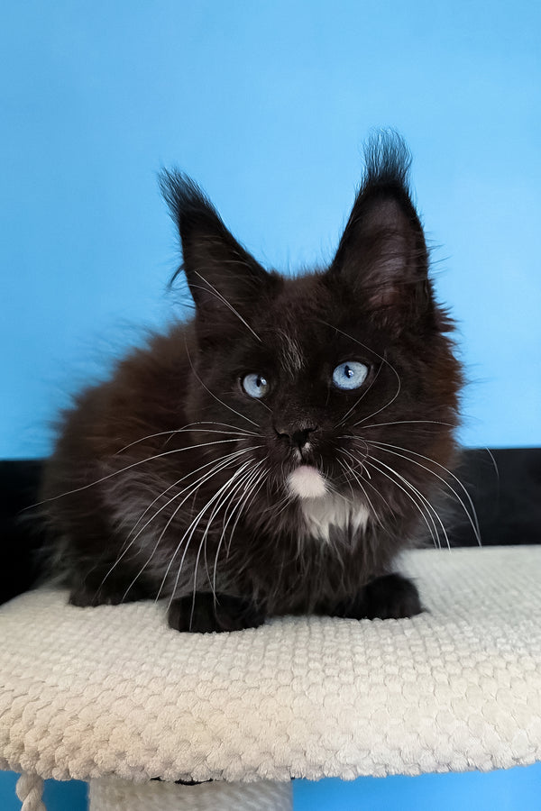 Martina | Maine Coon Kitten