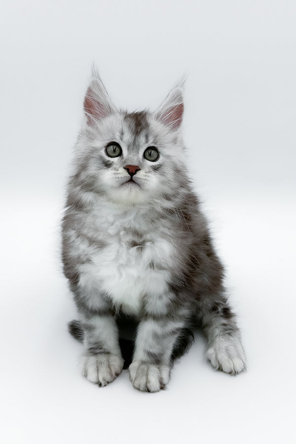 Matias | Maine Coon Kitten