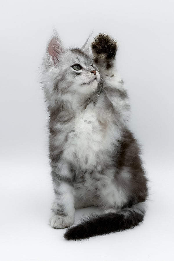 Matias | Maine Coon Kitten