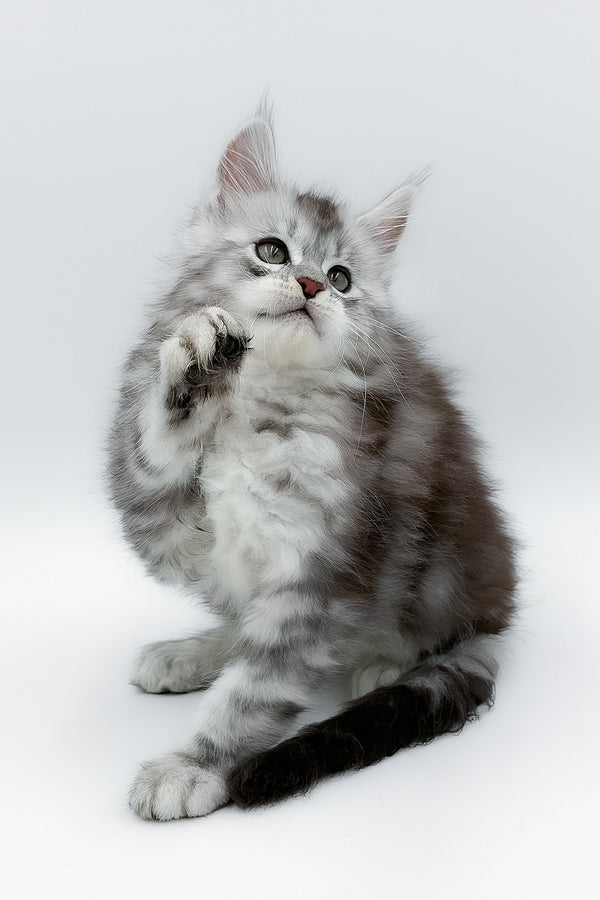 Matias | Maine Coon Kitten