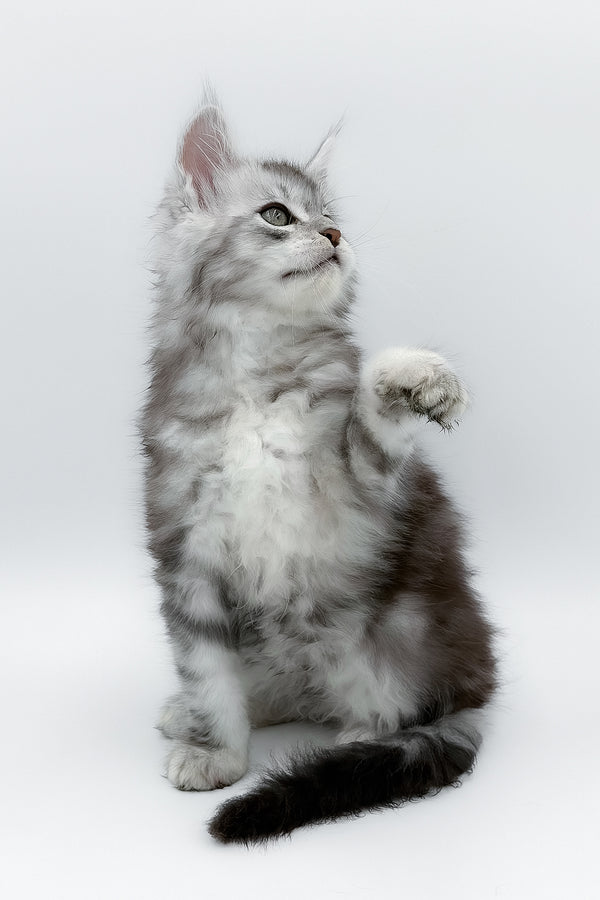 Matias | Maine Coon Kitten