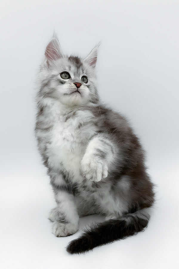 Matias | Maine Coon Kitten