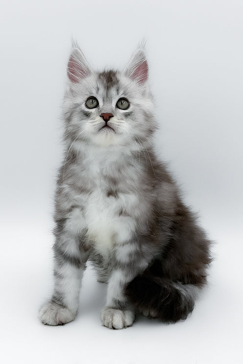 Matias | Maine Coon Kitten