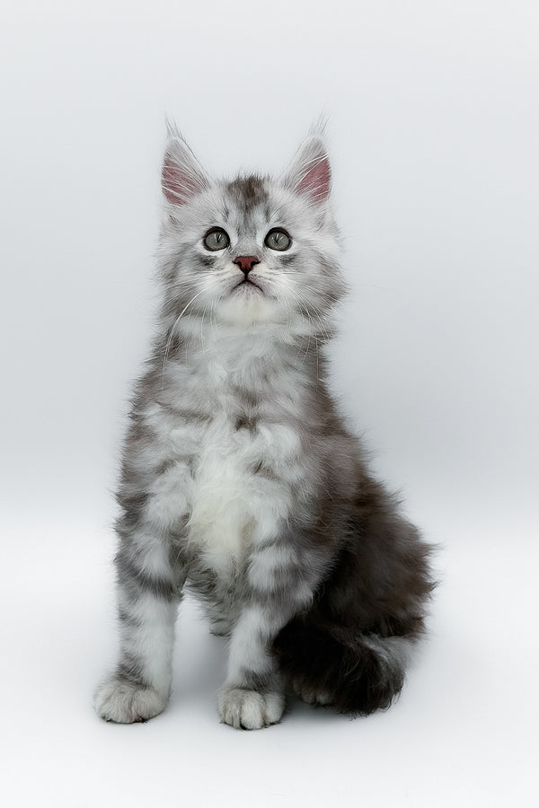 Matias | Maine Coon Kitten