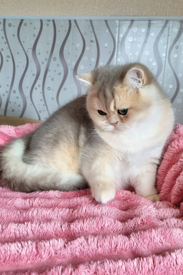 Melane | British Shorthair Kitten