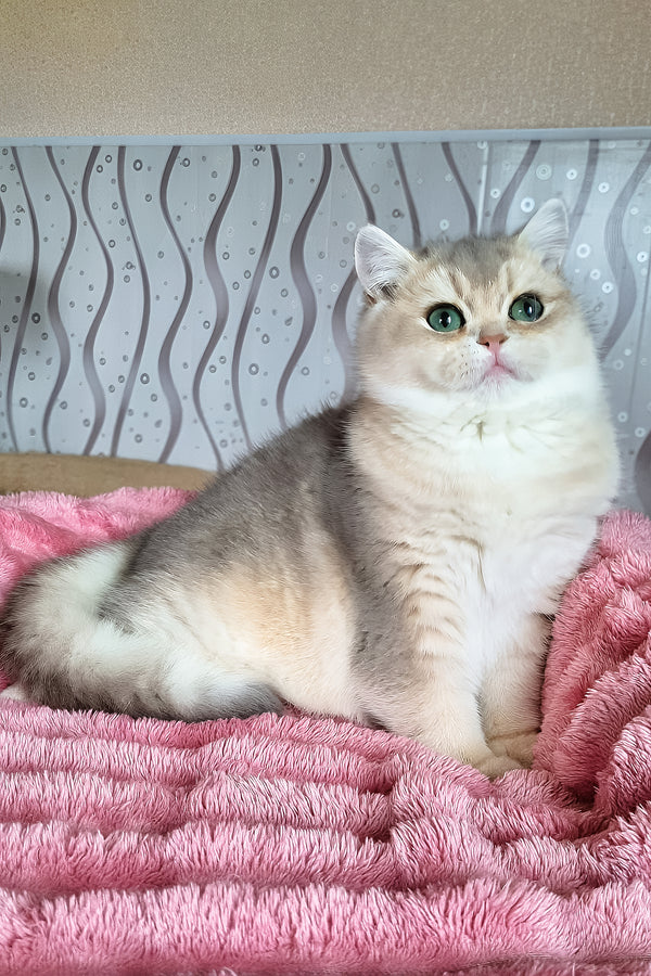 Melane | British Shorthair Kitten