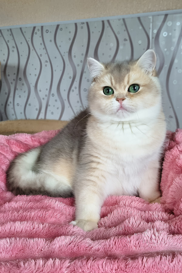 Melane | British Shorthair Kitten