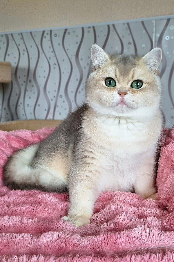 Melane | British Shorthair Kitten