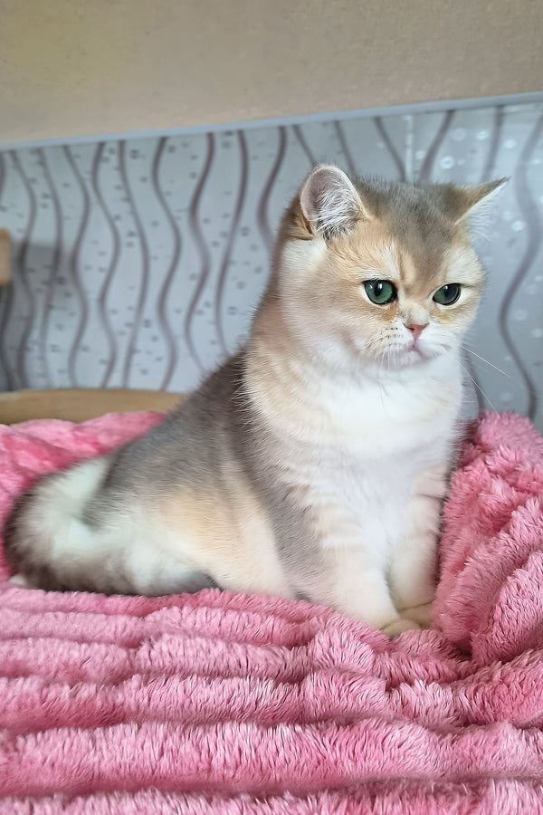 Melane | British Shorthair Kitten