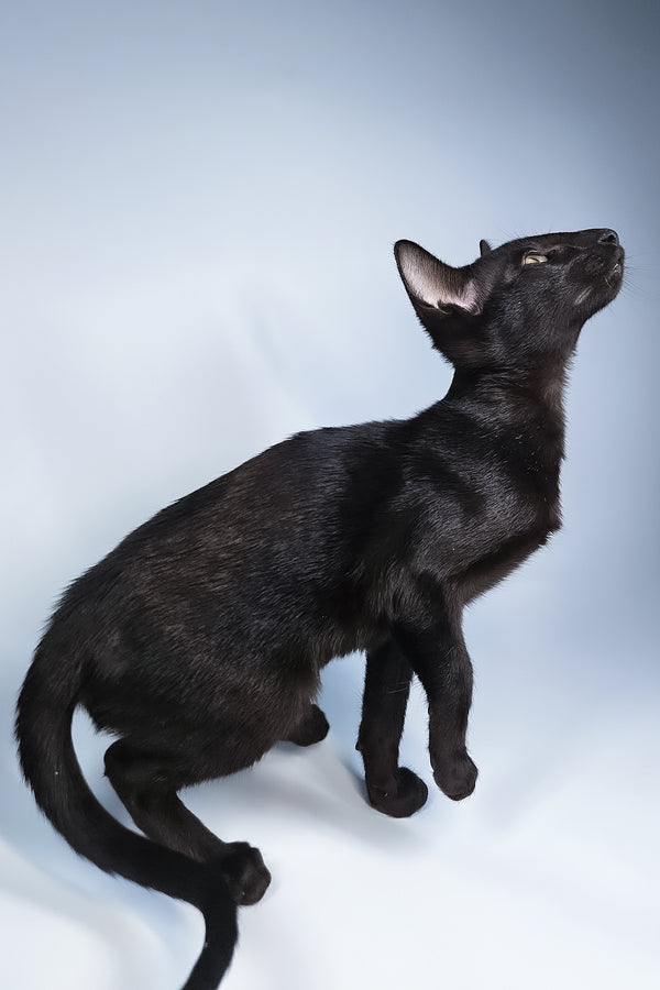 Melanica | Oriental Shorthair Kitten