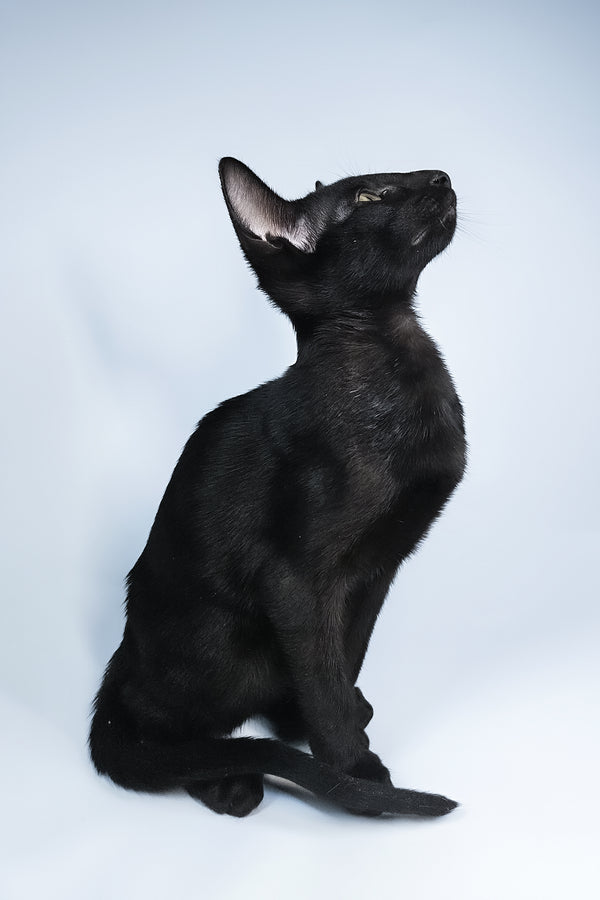 Melanica | Oriental Shorthair Kitten