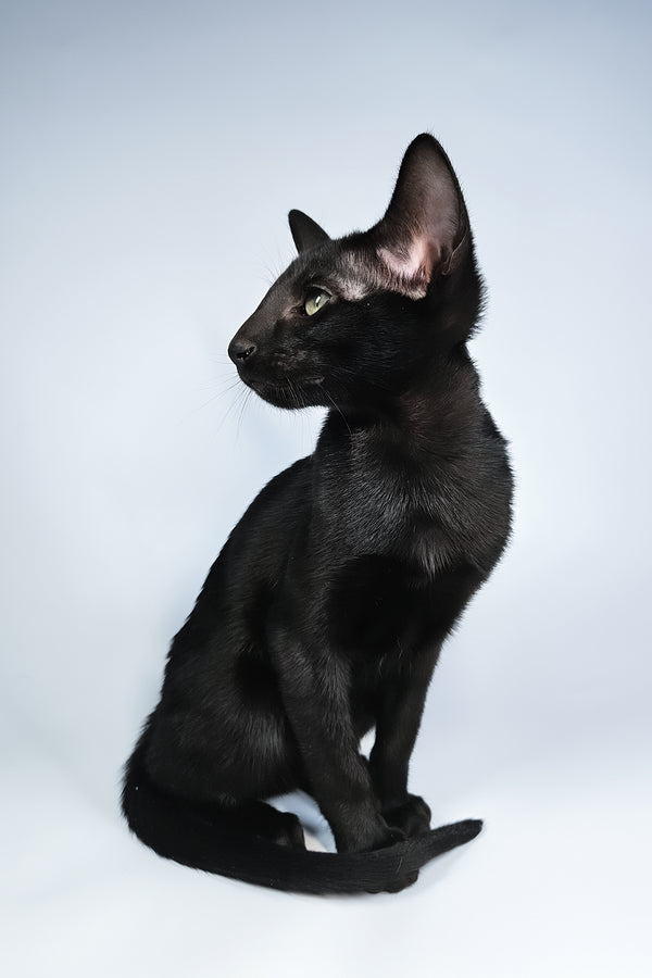 Melanica | Oriental Shorthair Kitten