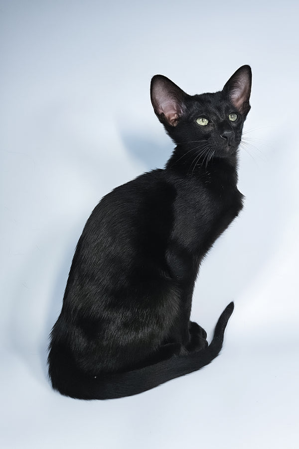 Melanica | Oriental Shorthair Kitten