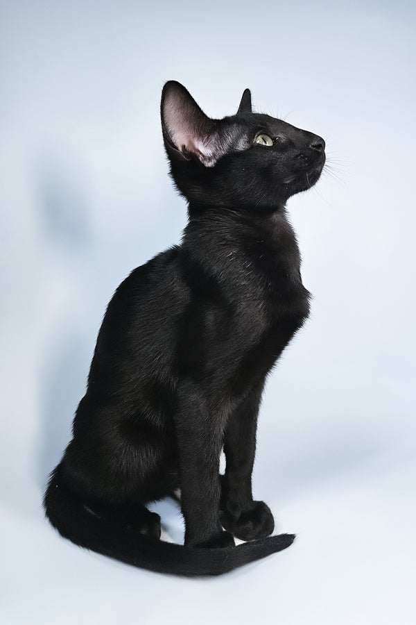 Melanica | Oriental Shorthair Kitten