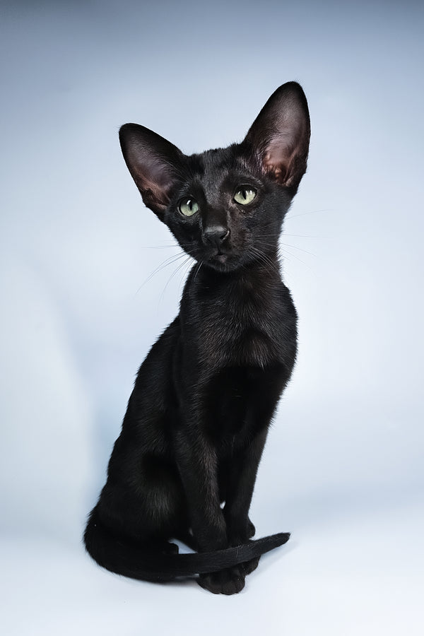 Melanica | Oriental Shorthair Kitten