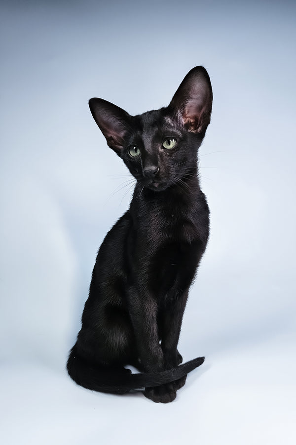 Melanica | Oriental Shorthair Kitten
