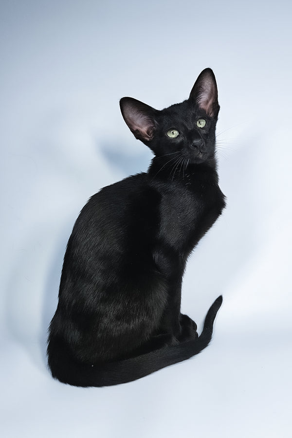 Melanica | Oriental Shorthair Kitten