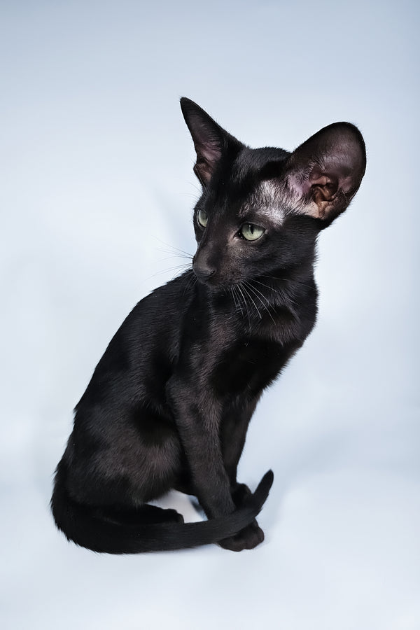 Melanica | Oriental Shorthair Kitten