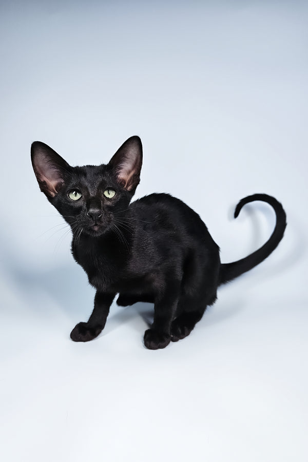 Melanica | Oriental Shorthair Kitten