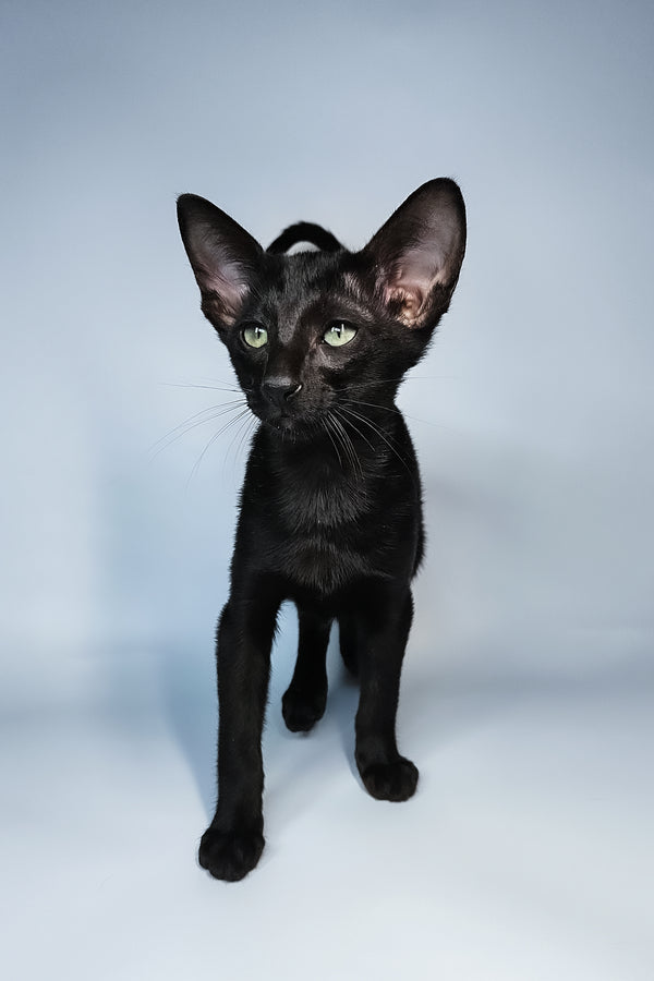 Melanica | Oriental Shorthair Kitten