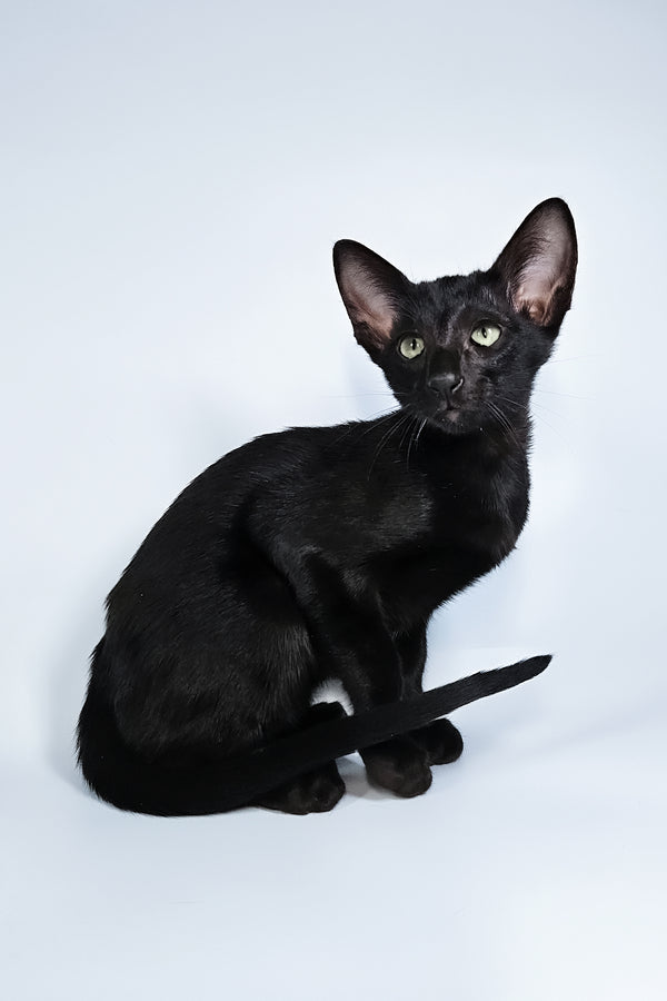 Melanica | Oriental Shorthair Kitten