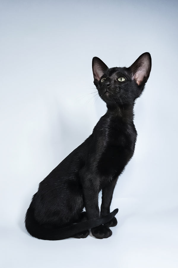 Melanica | Oriental Shorthair Kitten