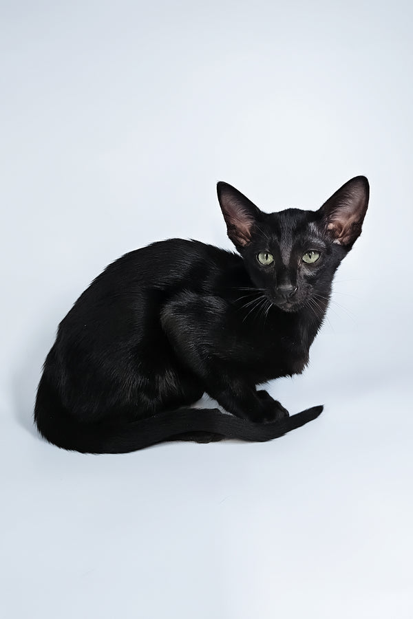 Melanica | Oriental Shorthair Kitten