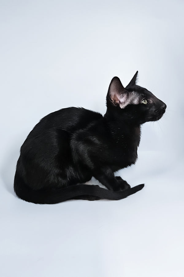 Melanica | Oriental Shorthair Kitten