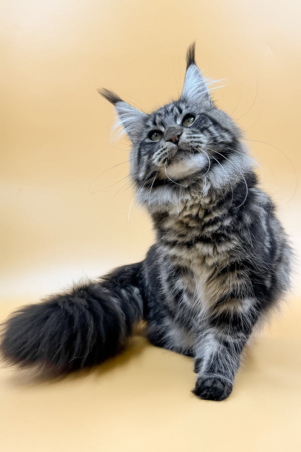 Melissa | Maine Coon Kitten