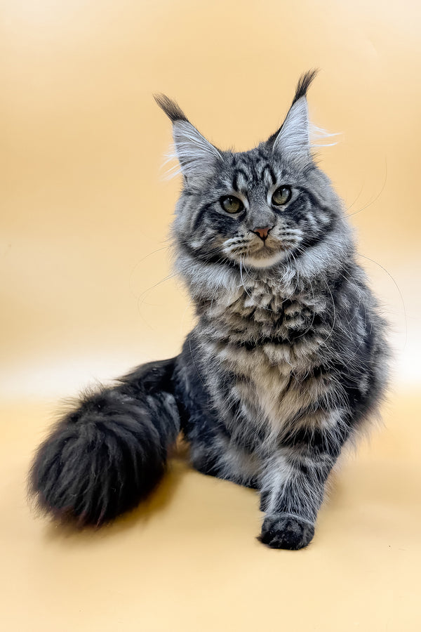 Melissa | Maine Coon Kitten
