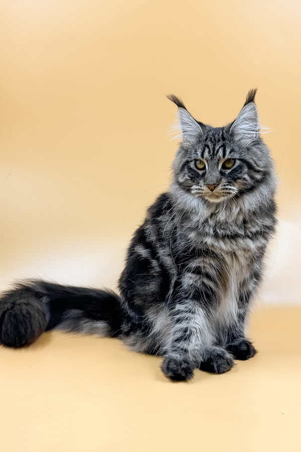 Melissa | Maine Coon Kitten