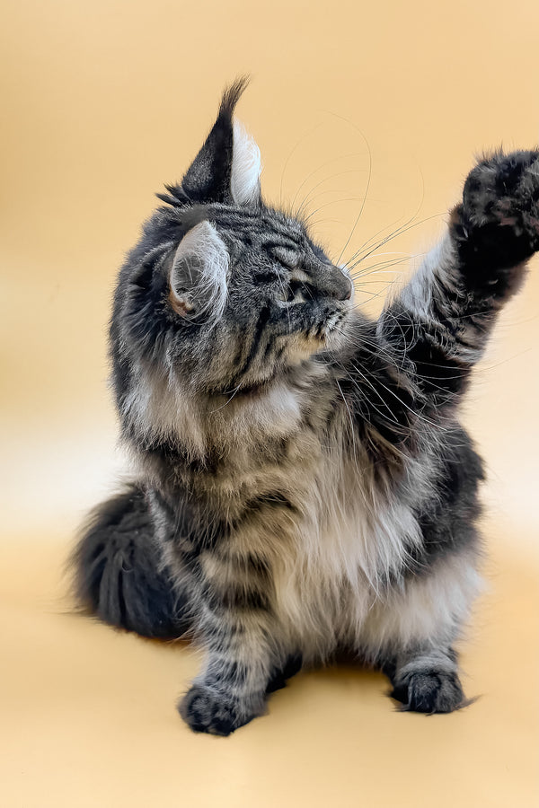 Melissa | Maine Coon Kitten