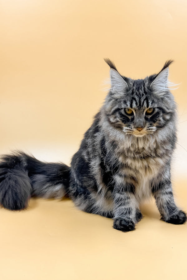 Melissa | Maine Coon Kitten