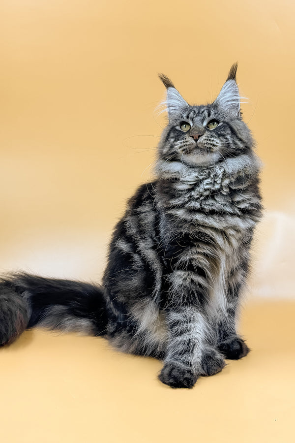 Melissa | Maine Coon Kitten