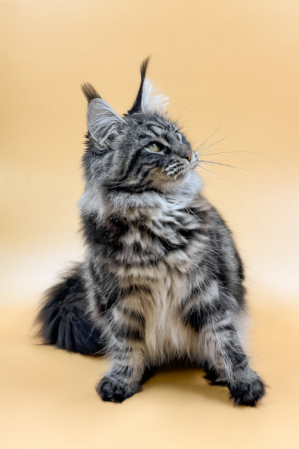 Melissa | Maine Coon Kitten