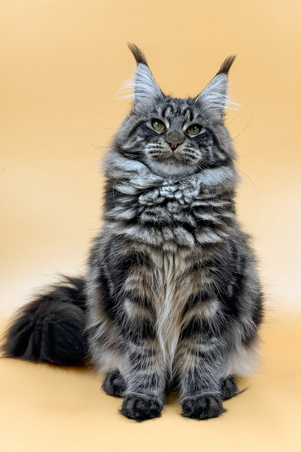 Melissa | Maine Coon Kitten