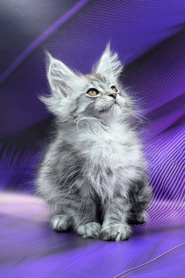 Miron | Maine Coon Kitten