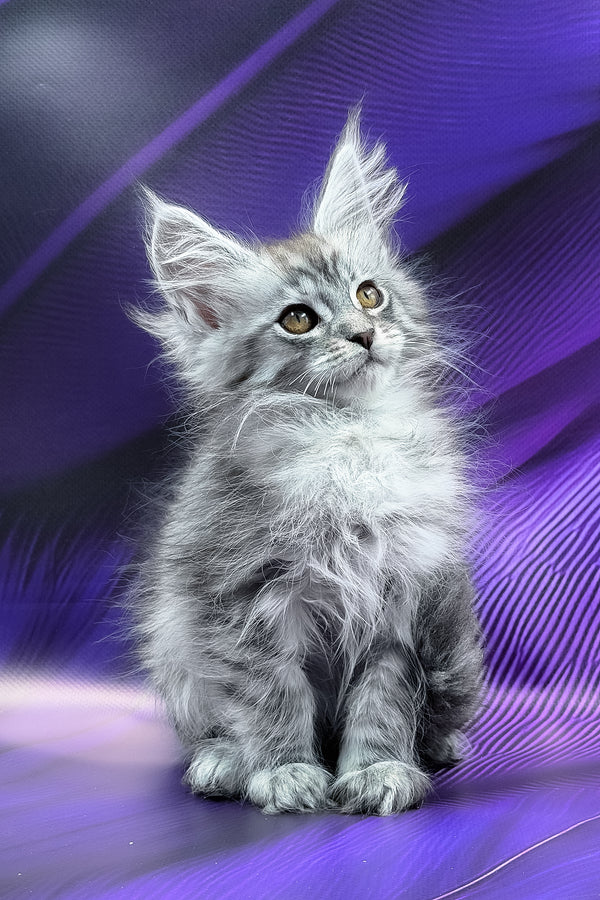 Miron | Maine Coon Kitten