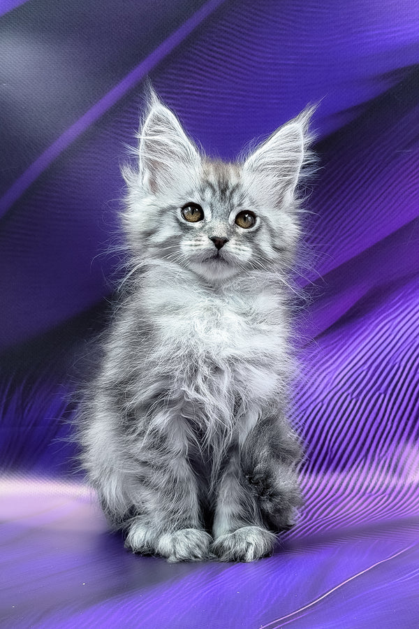 Miron | Maine Coon Kitten