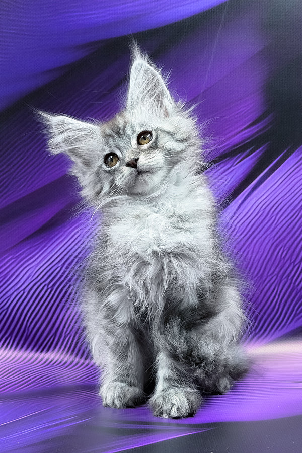 Miron | Maine Coon Kitten